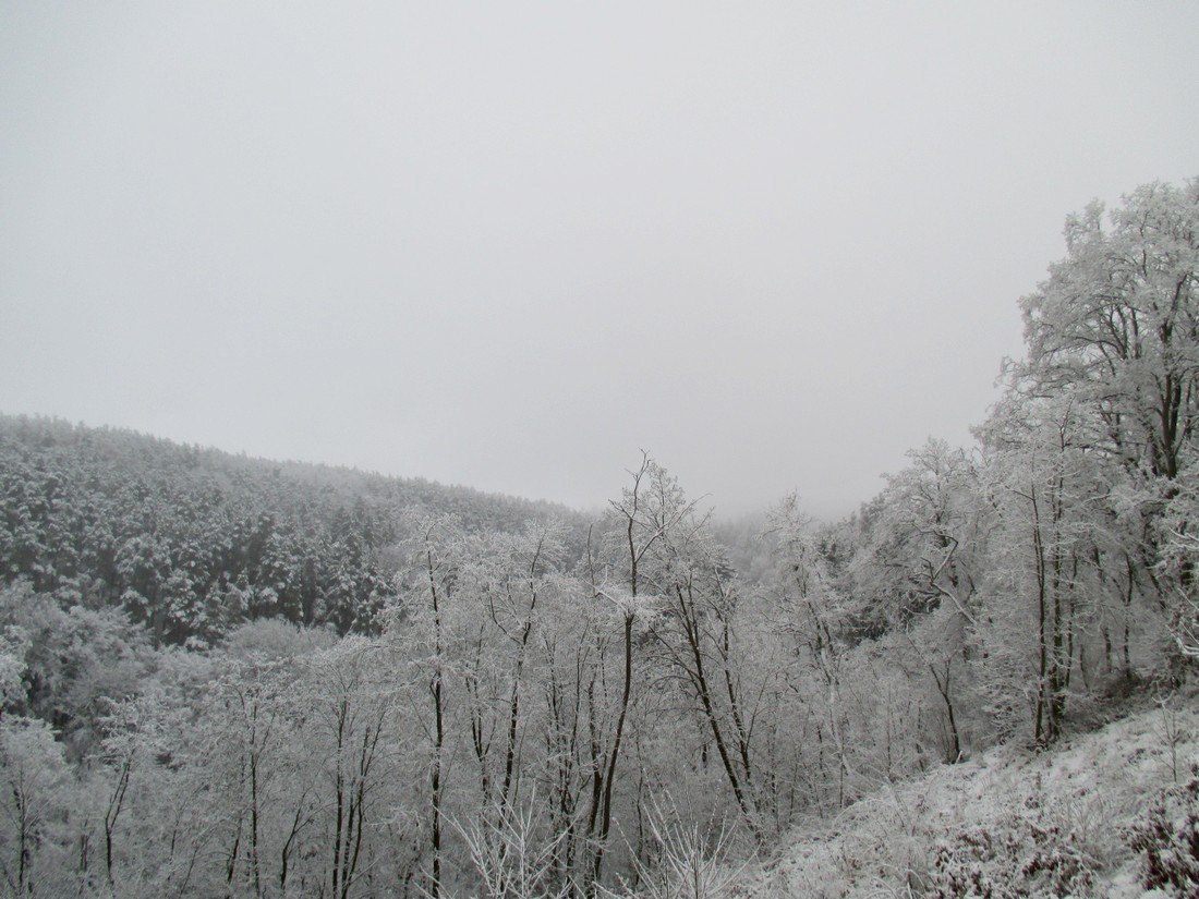 Borovina