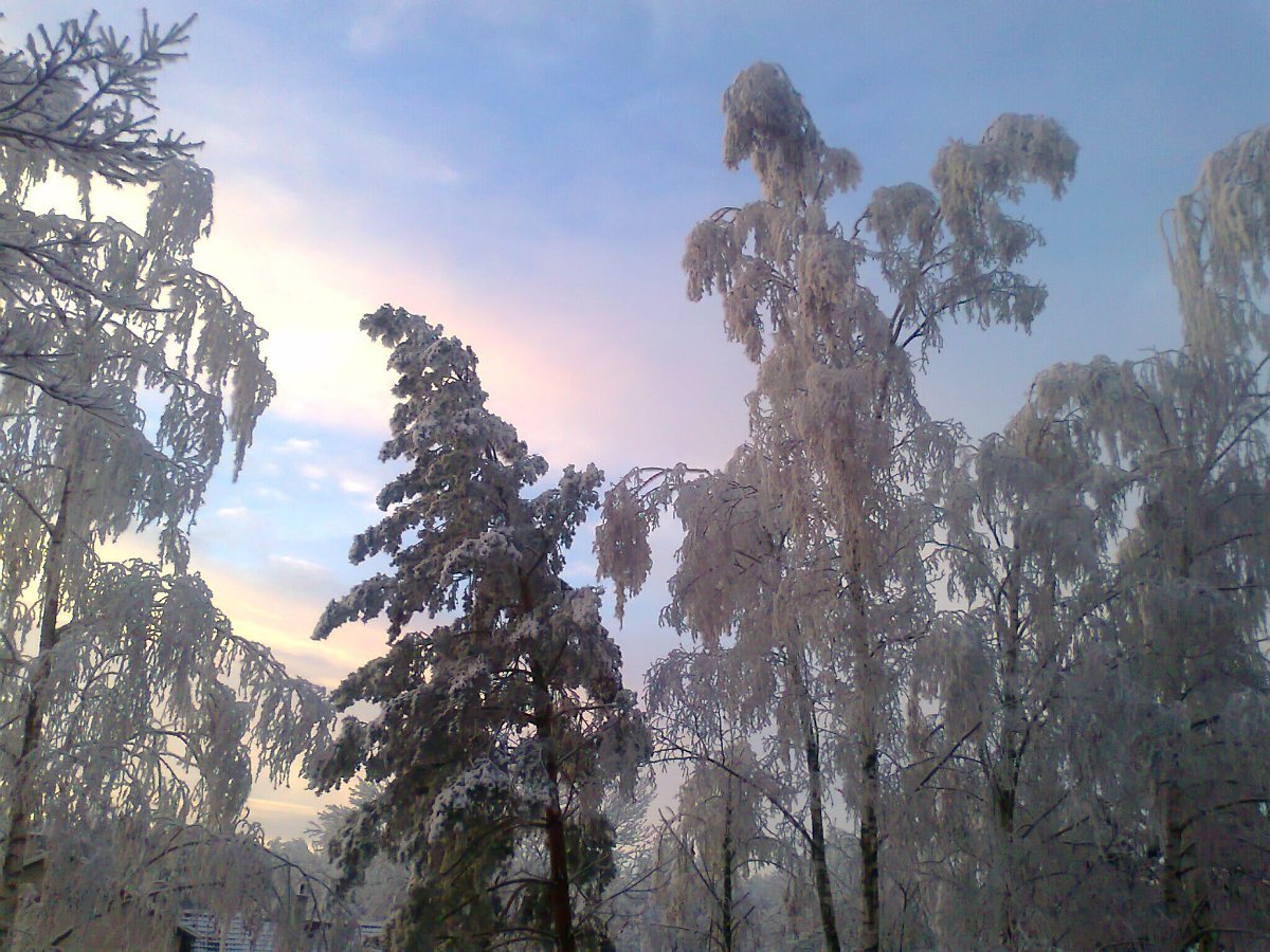 Borovina