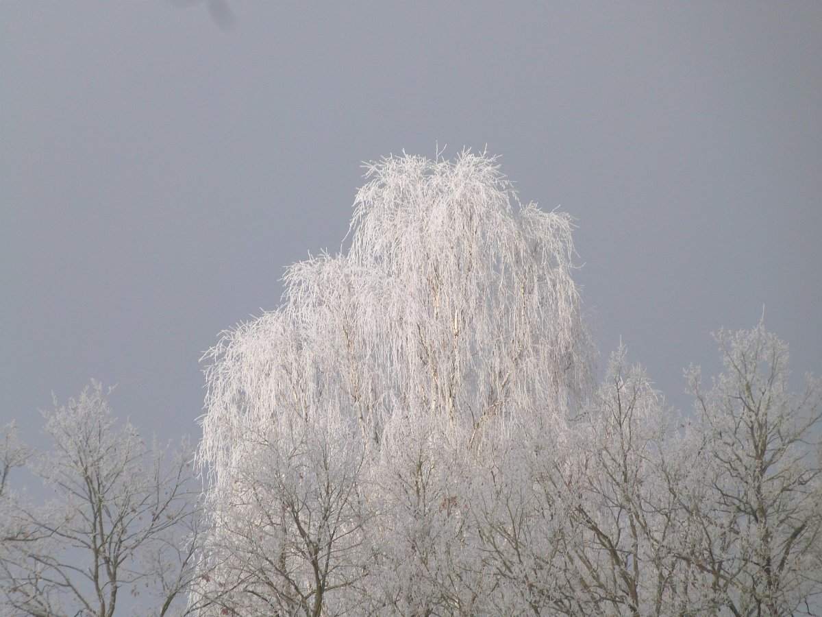 Blatná