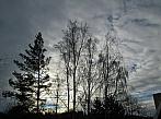 Borovina