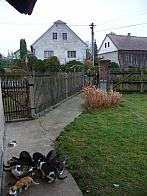 Třibřichy