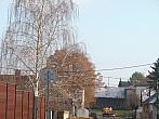 Třibřichy