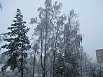 Borovina