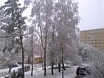 Borovina