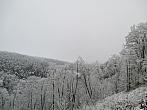 Borovina