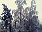 Borovina