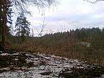Borovina