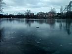 Borovina