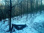 Borovina