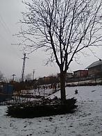 Skalité