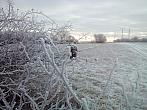 Borovina