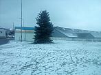 Borovina