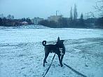 Borovina