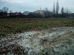 Borovina