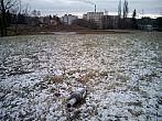 Borovina
