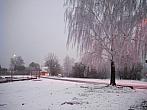 Borovina