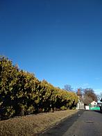Pacov