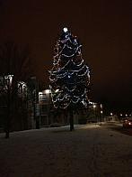 Borovina
