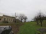 Třibřichy