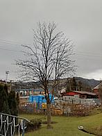 Skalité