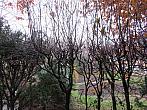 Třibřichy