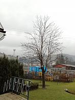 Skalité