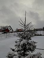 Skalité