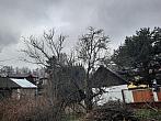 Olešná