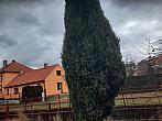 Olešná