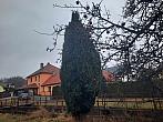 Olešná