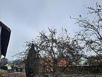 Olešná
