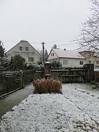 Třibřichy