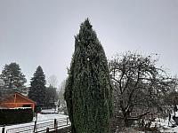 Olešná