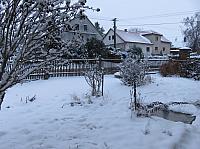 Třibřichy