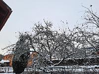 Olešná