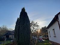 Olešná