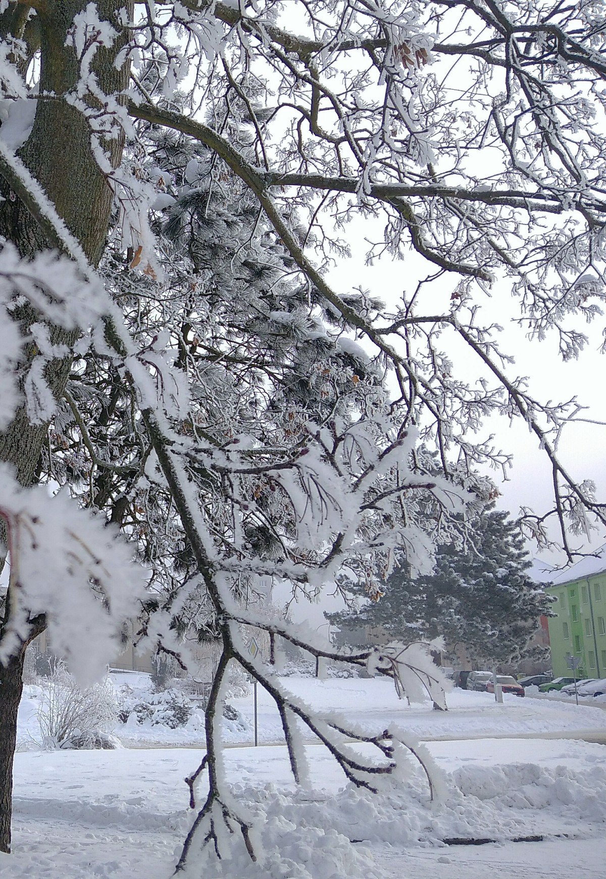 Borovina