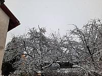 Olešná