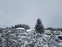 Olešná