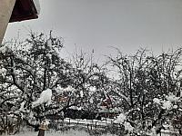 Olešná