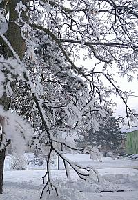 Borovina