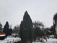 Olešná