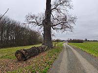 Fotografie